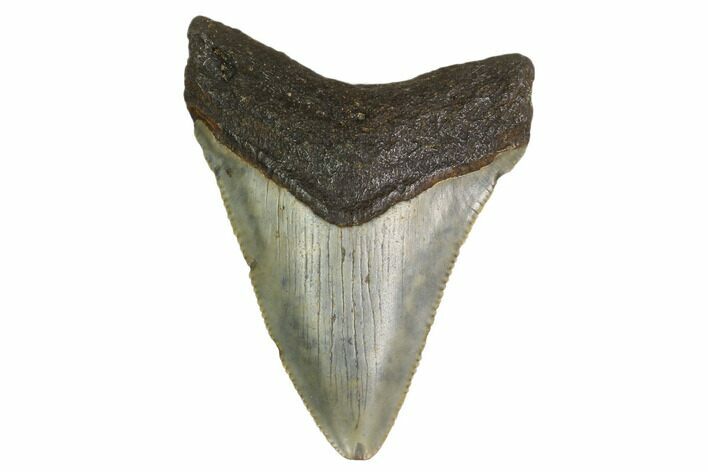 Juvenile Megalodon Tooth - North Carolina #160487